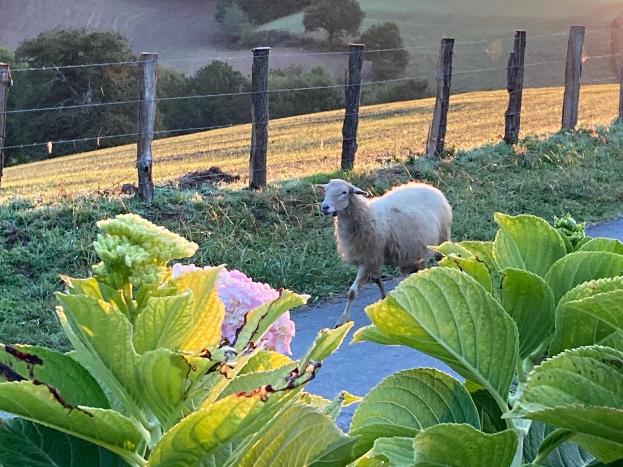 Baskoparadis I Eco-Gites I Calme I Vue I Anes I Jardin I Montagne I Nature Louhossoa Luaran gambar